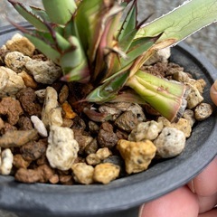アガベ　ホリダ　観葉植物の画像