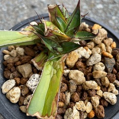 アガベ　ホリダ　観葉植物の画像