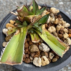 アガベ　ホリダ　観葉植物の画像