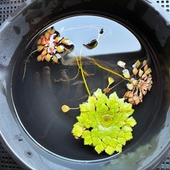 水草　ウォーターダイヤ　子株　3株
