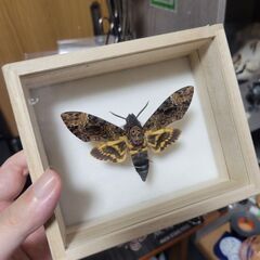クロメンガタスズメ　標本　箱ごとの画像