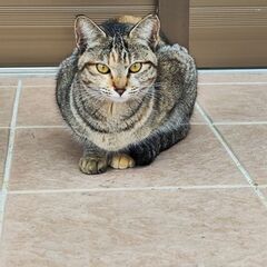 ずっとの家族を探しています。