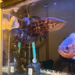 熱帯魚　オスカー 各種の画像