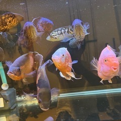熱帯魚　オスカー 各種の画像