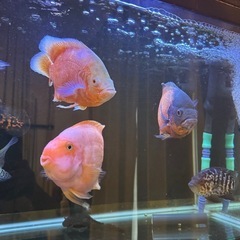 熱帯魚　オスカー 各種の画像