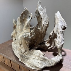 流木の画像
