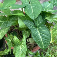 ‼︎お値下げしました‼︎植物まとめての画像