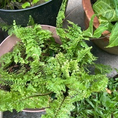 ‼︎お値下げしました‼︎植物まとめての画像