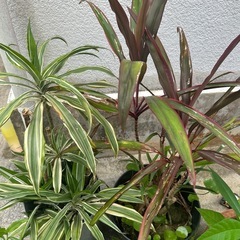 ‼︎お値下げしました‼︎植物まとめての画像