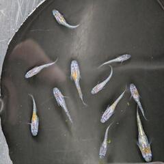 三色ラメ体外光WI-03稚魚〜幼魚10匹の画像