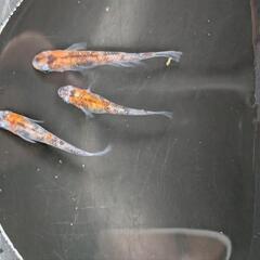 三色ラメ体外光WI-03稚魚〜幼魚10匹