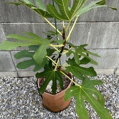 (取引中)いちじく ダルマティ 3年生苗 浜松市 手渡し