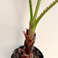 ヤシ　ワシントニアの画像