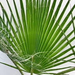 ヤシ　ワシントニアの画像