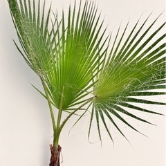 ヤシ　ワシントニアの画像