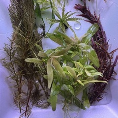 水草　11種類大量セット　ミクロソリウム　ロタラ　ウィローモス等の画像