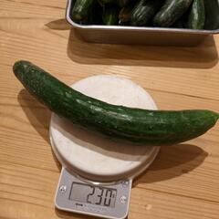 訳ありきゅうりおよそ1㌔の画像