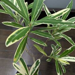 キョウチクトウ(だったと思います)の画像
