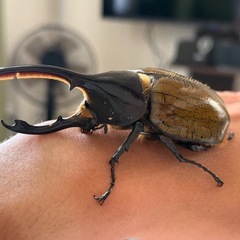ヘラクレスオオカブト雄の画像
