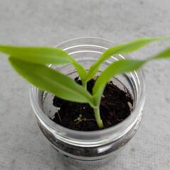 ホワイトとうもろこしの苗🌽2株の画像