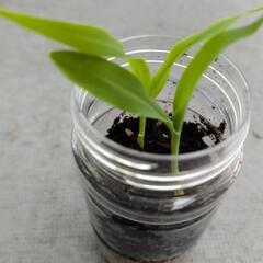 ホワイトとうもろこしの苗🌽2株の画像