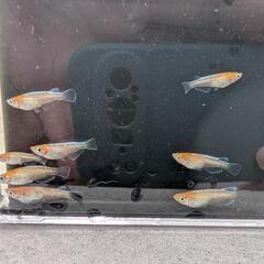 【ビーンズ様ブリード極上種親】天照の幼魚 5匹　紅白系　紅白体外光　アマテラス　オリジアスの画像