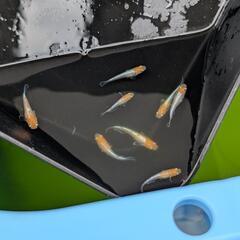 【ビーンズ様ブリード極上種親】天照の幼魚 5匹　紅白系　紅白体外光　アマテラス　オリジアスの画像