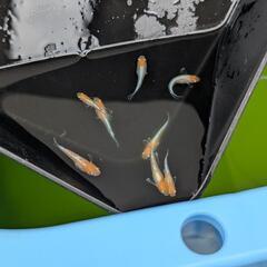 【ビーンズ様ブリード極上種親】天照の幼魚 5匹　紅白系　紅白体外光　アマテラス　オリジアスの画像