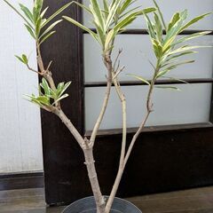 キョウチクトウ(だったと思います)の画像
