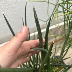 ‼︎お値下げしました‼︎植物まとめて③の画像