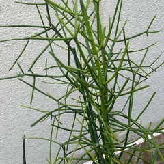 ‼︎お値下げしました‼︎植物まとめて③の画像