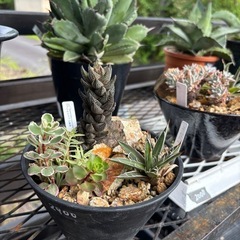 ハビタットスタイル　寄せ植え　多肉植物の画像