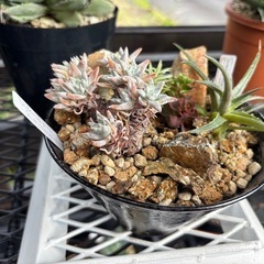 ハビタットスタイル　寄せ植え　多肉植物の画像