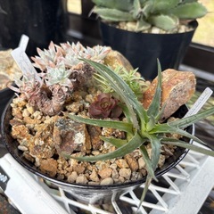 ハビタットスタイル　寄せ植え　多肉植物の画像