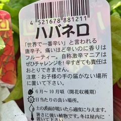 唐辛子苗　ハバネロの画像