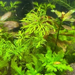 🌿マツモ　水草🌿の画像