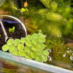 🌿マツモ　水草🌿の画像