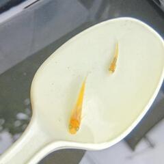 楊貴妃　幼魚　大きさランダム3匹セットの画像