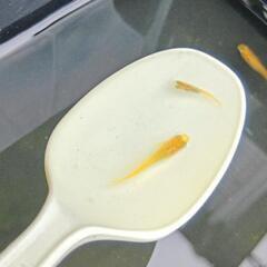 楊貴妃　幼魚　大きさランダム3匹セットの画像