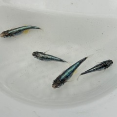 [墨武(ボブ)]2ペア　めだか成魚お譲りいたしますの画像