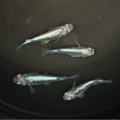 [墨武(ボブ)]2ペア　めだか成魚お譲りいたしますの画像