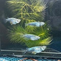 [墨武(ボブ)]2ペア　めだか成魚お譲りいたしますの画像