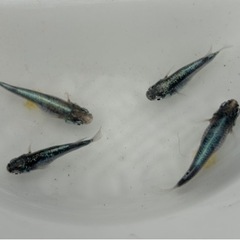 [墨武(ボブ)]2ペア　めだか成魚お譲りいたしますの画像
