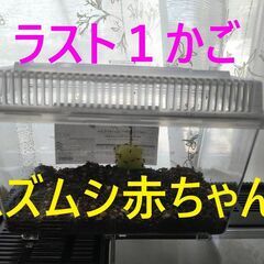 ★★スズムシ赤ちゃん　大量１コイン★★の画像