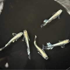 [エメキン]2ペア　めだか成魚お譲りいたしますの画像