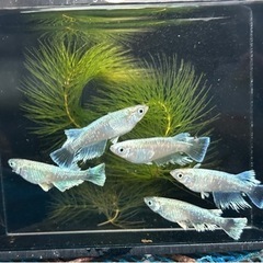 [エメキン]2ペア　めだか成魚お譲りいたしますの画像