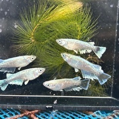 [エメキン]2ペア　めだか成魚お譲りいたしますの画像