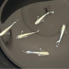 [エメキン]2ペア　めだか成魚お譲りいたしますの画像