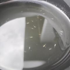 子メダカ 針子20匹  白、幹之、黒MIXの画像