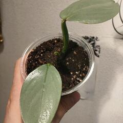 インテリア　観葉植物　フィロデンドロン　シルバーメタルの画像